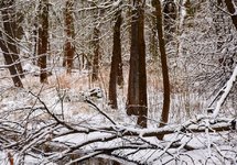 DSC_0094-EDIT.jpg