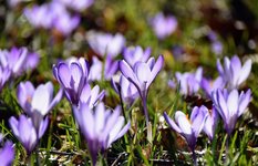 DSC_0212.JPG