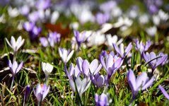 DSC_0313-EDIT.jpg
