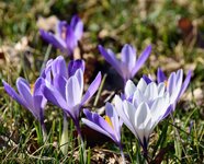 DSC_0269.JPG