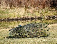DSC_0345-EDIT.jpg