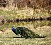 DSC_0348-EDIT.jpg