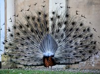 DSC_0378-EDIT.jpg