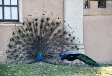 DSC_0431-EDIT.jpg