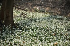 DSC_0082.JPG