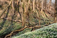 DSC_0215-EDIT.jpg