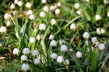 DSC_0220.JPG