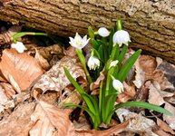 DSC_0184-EDIT.jpg