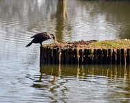 DSC_0092-EDIT.jpg