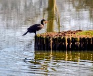 DSC_0086-EDIT-EDIT.jpg