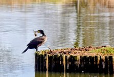 DSC_0104-EDIT-EDIT.jpg