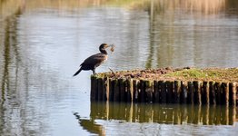 DSC_0105-EDIT.jpg