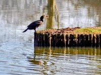 DSC_0088-EDIT-EDIT.jpg