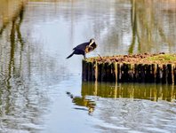 DSC_0116-EDIT-EDIT.jpg