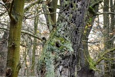 DSC_0226 (1).JPG