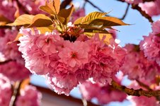 DSC_0023-EDIT.jpg