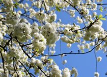 DSC_0166.JPG
