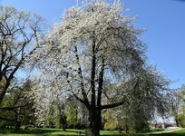 DSC_0170.JPG