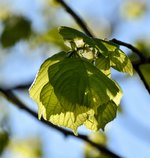 DSC_0038-EDIT.jpg