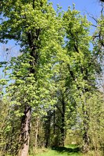 DSC_0246-EDIT.jpg