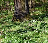 DSC_0180.JPG