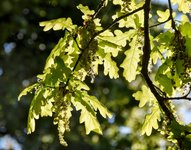 DSC_0046-EDIT.jpg