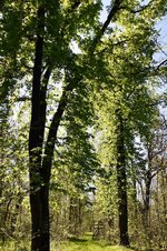 DSC_0247.JPG