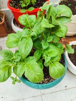 IMG-20250525-WA0001.jpg IMG-20250525-WA0001.jpg
