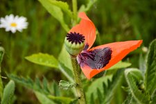 DSC_0045-EDIT.jpg