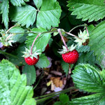 IMG_7641.JPG