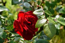 DSC_0038.JPG