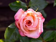 DSC_0040.JPG