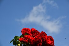 DSC_0055.JPG