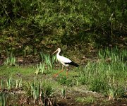 DSC_0082.JPG