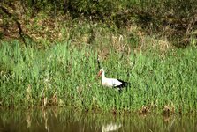 DSC_0071.JPG