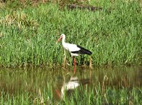 DSC_0066.JPG