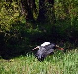 DSC_0086.JPG