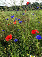 IMG_7657.JPG