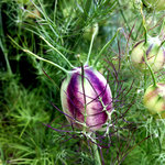 IMG_7666.JPG