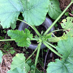 zucchini_01.jpeg
