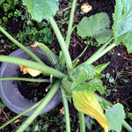 zucchini_02.jpeg