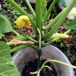 zucchini_03.jpeg