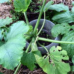 zucchini_04.jpeg