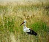 DSC_0024.JPG