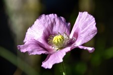 DSC_0016.JPG