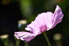 DSC_0025.JPG