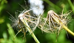 DSC_0050-EDIT.jpg