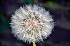 DSC_0078-EDIT.jpg