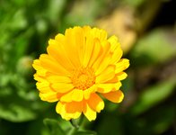 DSC_0005-EDIT.jpg