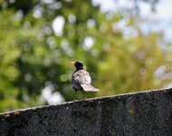 DSC_0011.JPG